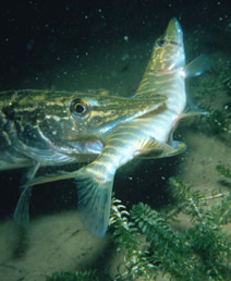 612.DAX Tipp-Spiel, Mittwoch, 05.09.07 118673